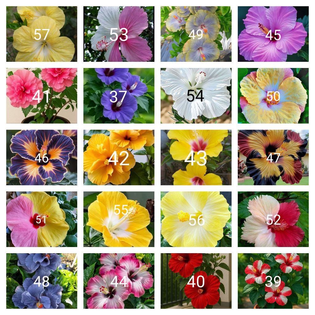 Tanaman hias paket 20 kembang sepatu jenis2x bunga