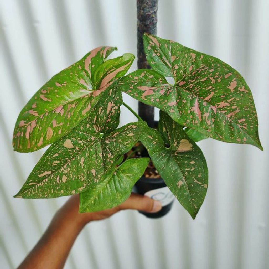 syngonium pink splash allusion