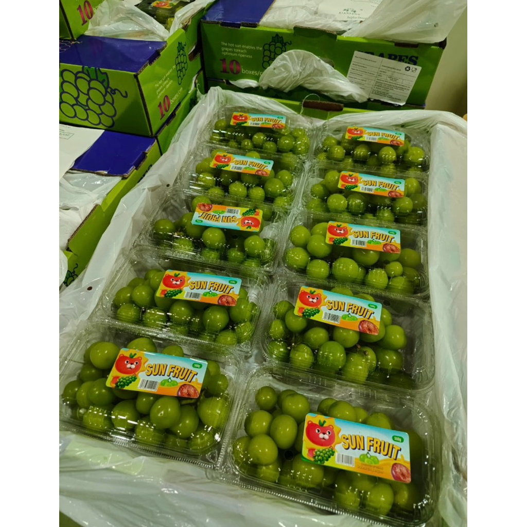 

Anggur Hijau Shine Muscat | Anggur Hijau Manis Tanpa Biji Fresh 10 pcs | Box