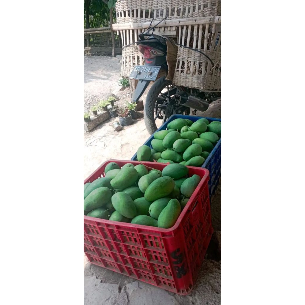 

mangga gadung harum manis 1kg Pelem gadung