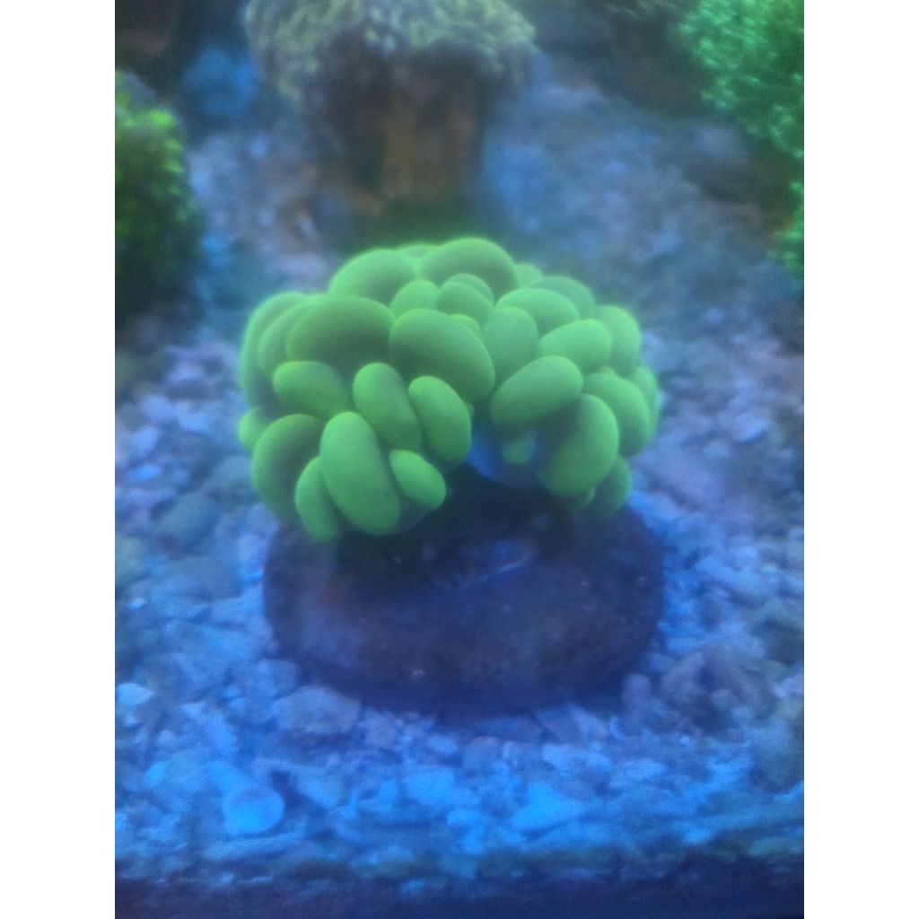 KARANG CENDOL HIJAU HIASAN AKUARIUM AIR LAUT