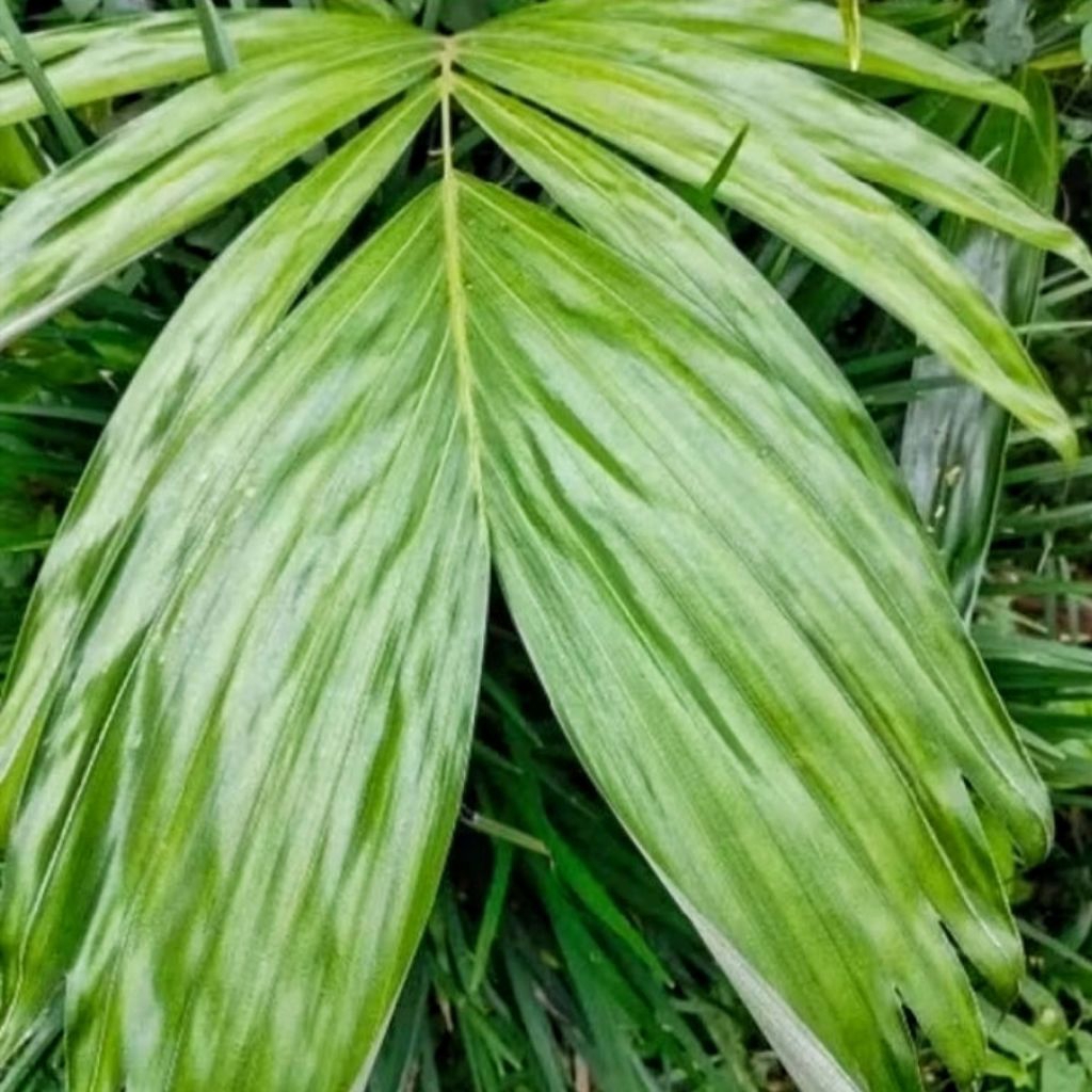 

Daun Salak Segar 500 gram
