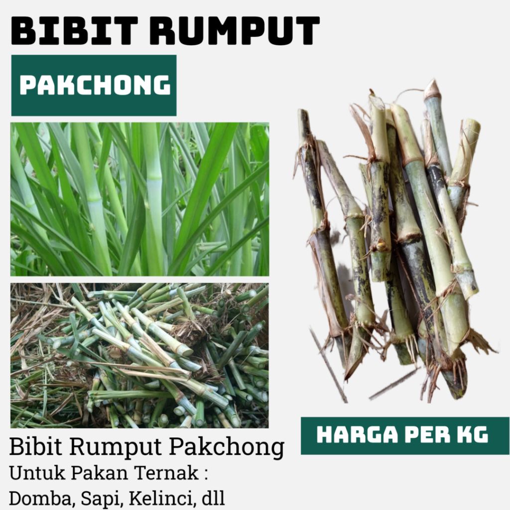 Bibit Rumput Pakchong