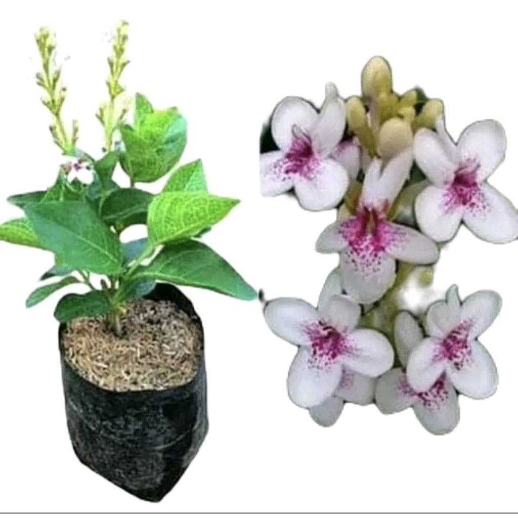 Pohon Melati Jepang / Bunga Melati Jepang