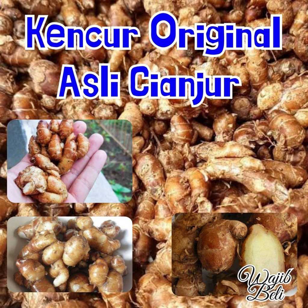 

KENCUR cianjur 1 kg/kencur tua pelezat makanan/kencur bersih dan tidak mudah busuk/kencur 1 kg.
