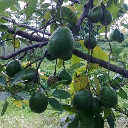 entres alpukat markus jumbo - pucuk tunas alpukat markus