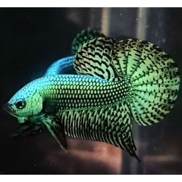 WILD BETTA ALIEN GREEN