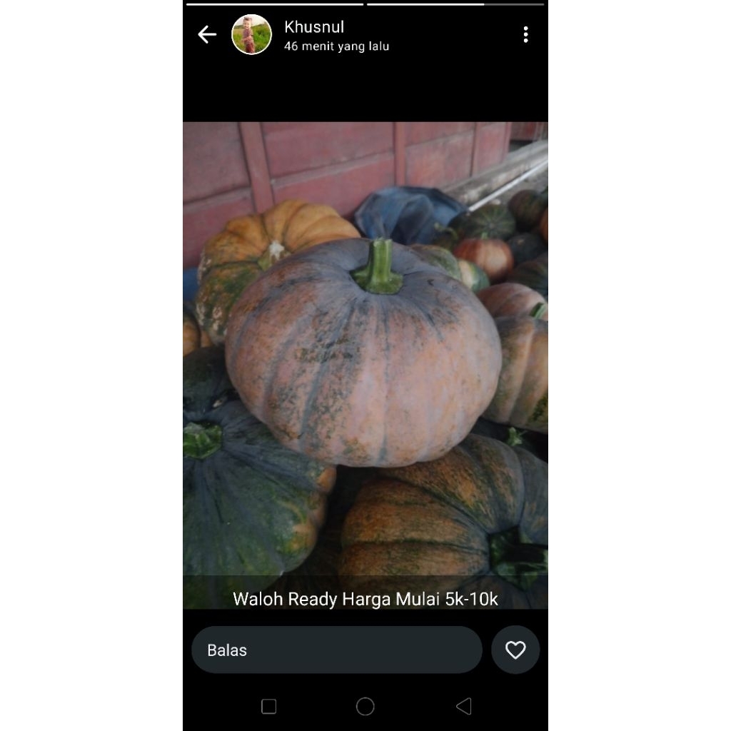 

labu kuning/waluh tua/waloh buat kolak, sayur dll