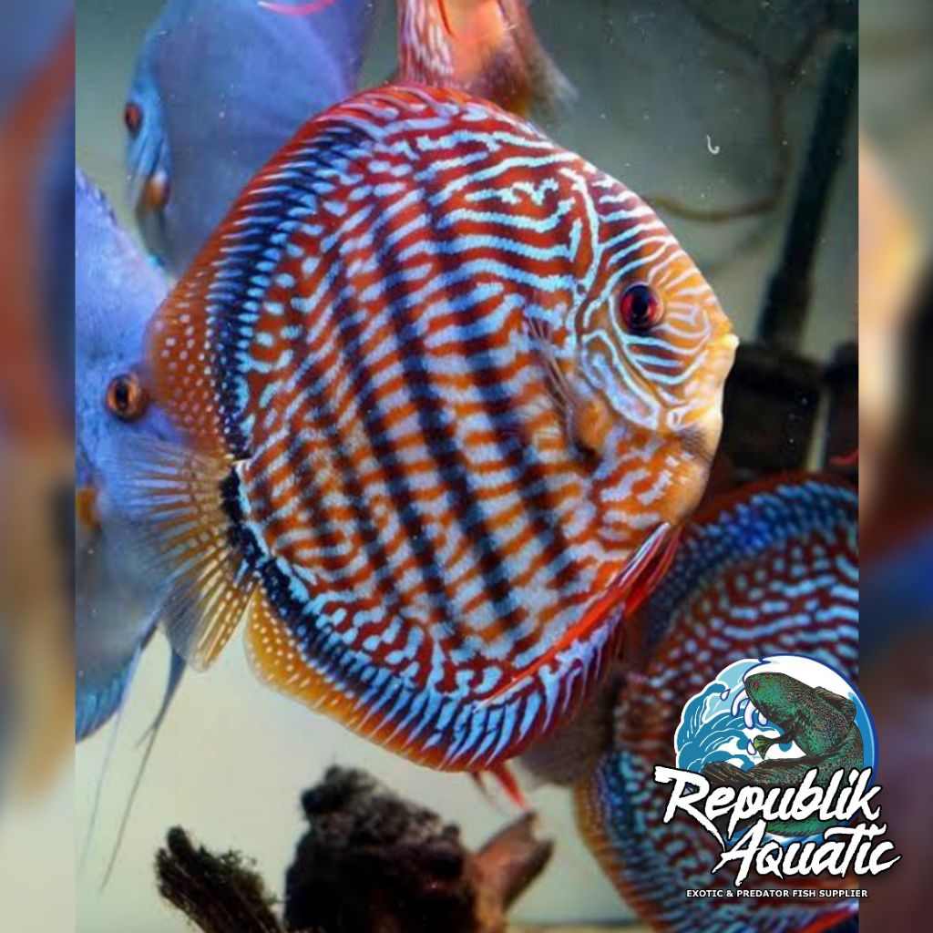 Discus Red Turquoise