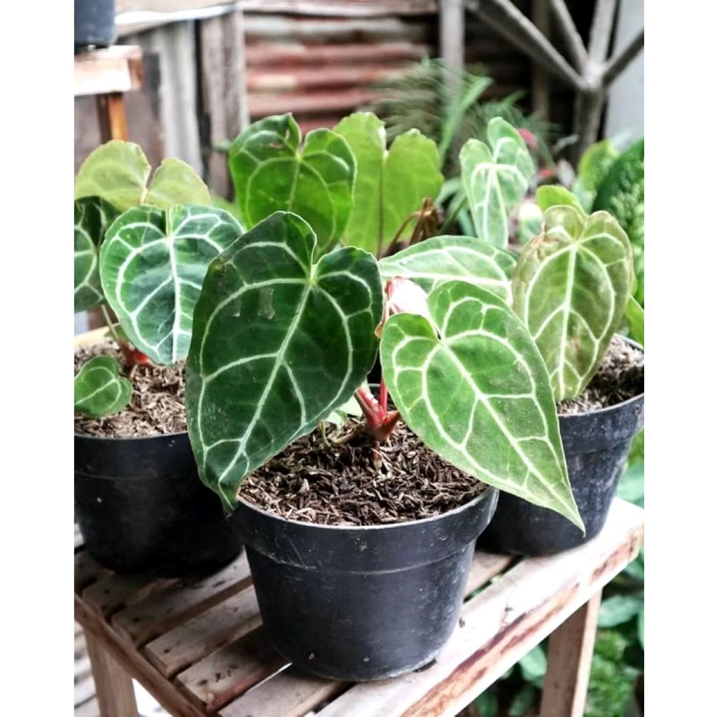 (BISA COD) Tanaman hias anturium kuping gajah - Tanaman anturium kuping gajah Rimbun