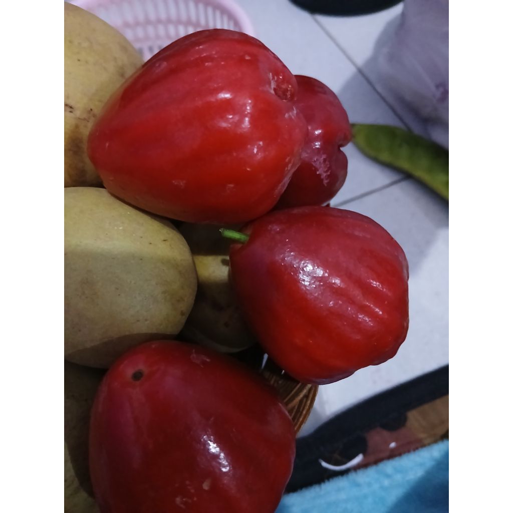 

ready hri ini jMbu citra