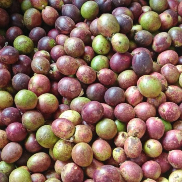 

Matoa super manis dan fresh