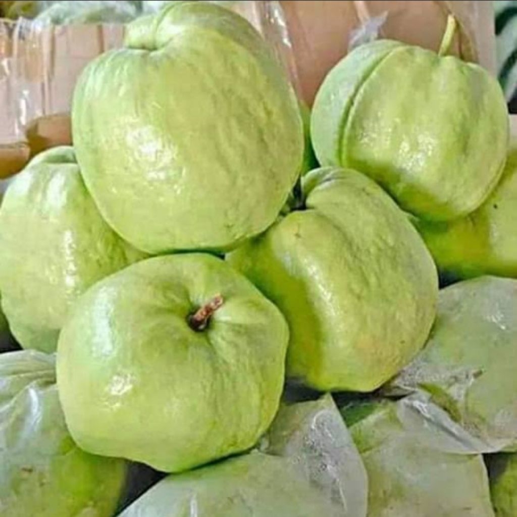 

Jambu Kristal 2Kg - Non Biji Segar Petani Langsung