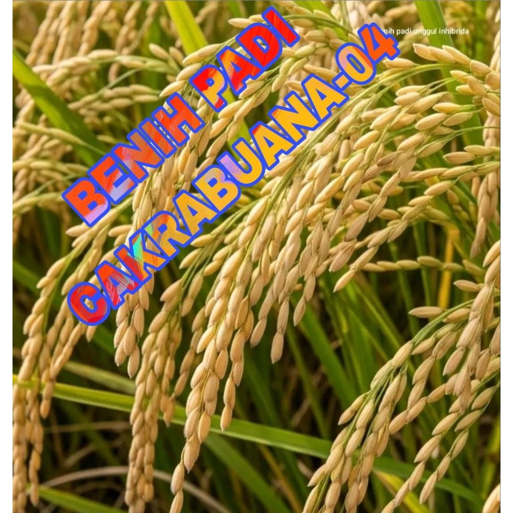 BENIH PADI 1KG CAKRABUANA-04 ORIGINAL BERSERTIFIKAT