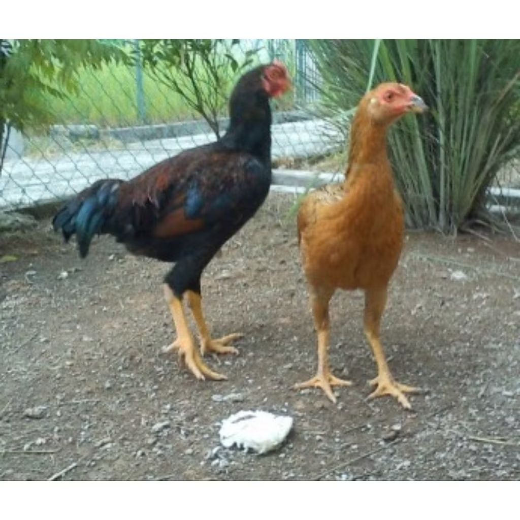 

AYAM KAMPUNG ASLI ( AKA ) USIA 4 BULAN