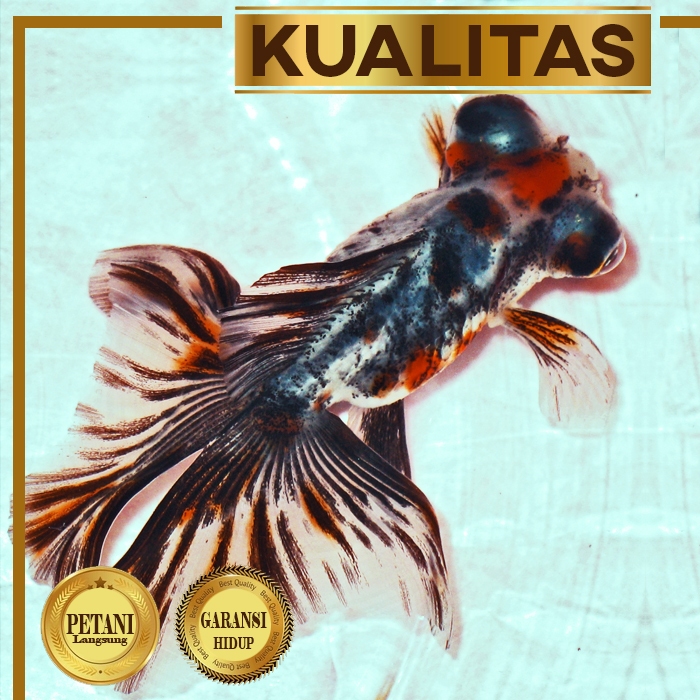 Mas Koki Buldog Multicolor (L) Ikan Hias Aquascape Hiasan Aquarium Tanaman Air / Kolam