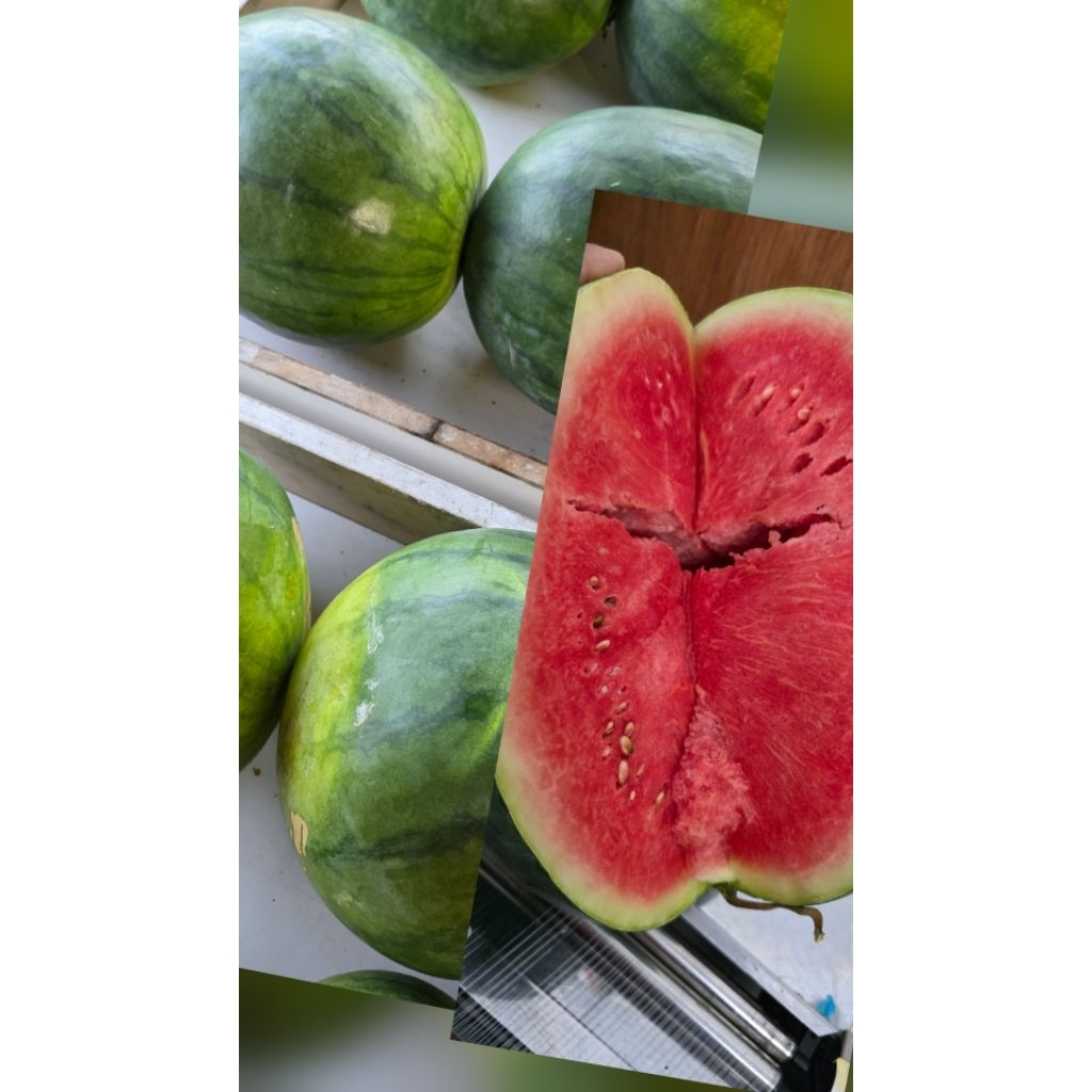 

Semangka Merah dan Kuning