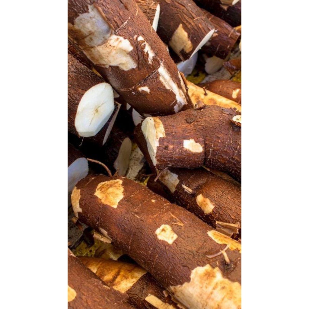 

Singkong premas mentah super premium kwalitas bagus size 1kg