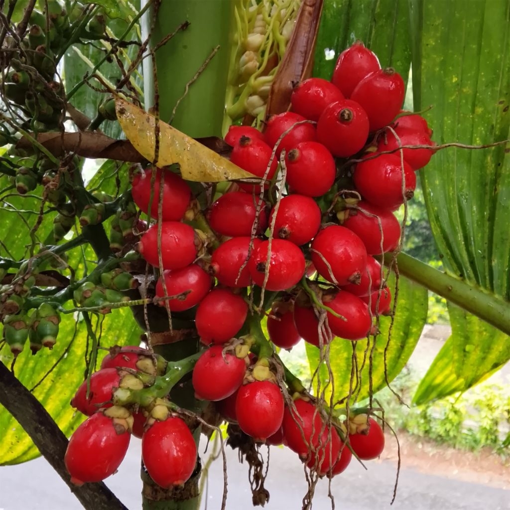 

Pinang Tua Atau jambe Rende Mini merah Tua