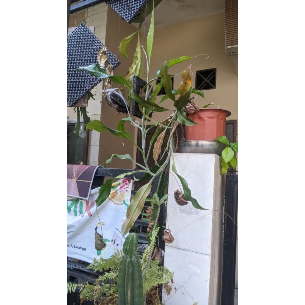 tanaman hias nepenthes/kantung Semar rafflesiana jumbo instant only