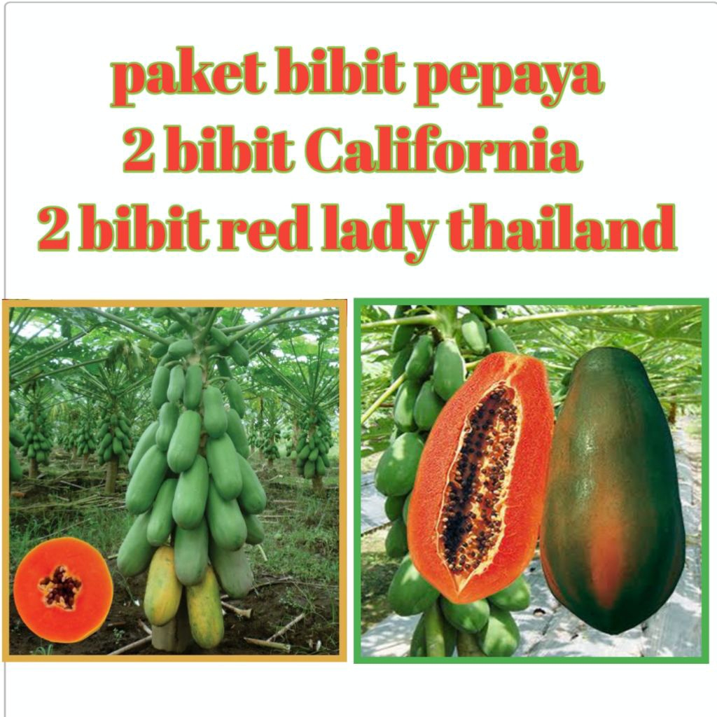 bibit pepaya peket 2 bibit california dan 2 bibit pepaya red lady thailand siap tanam murah