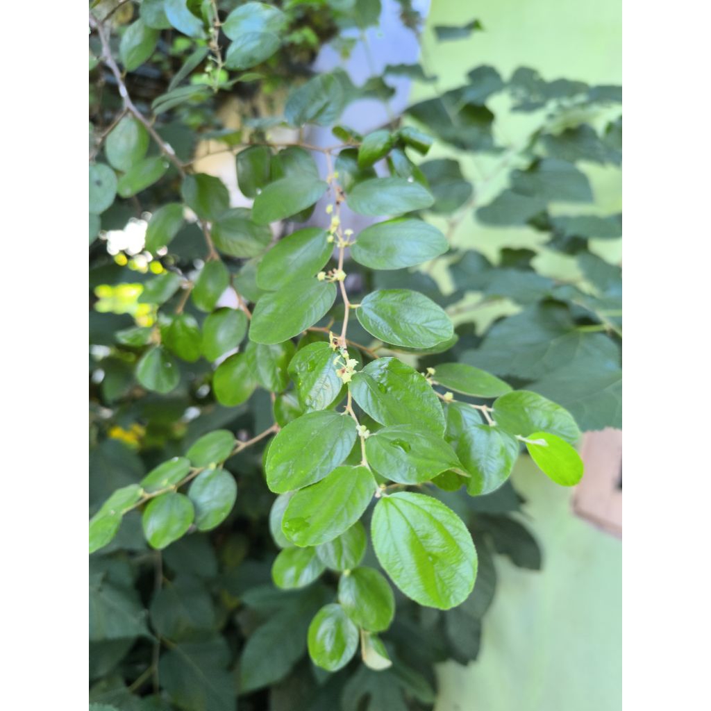 

daun bidara Arab segar