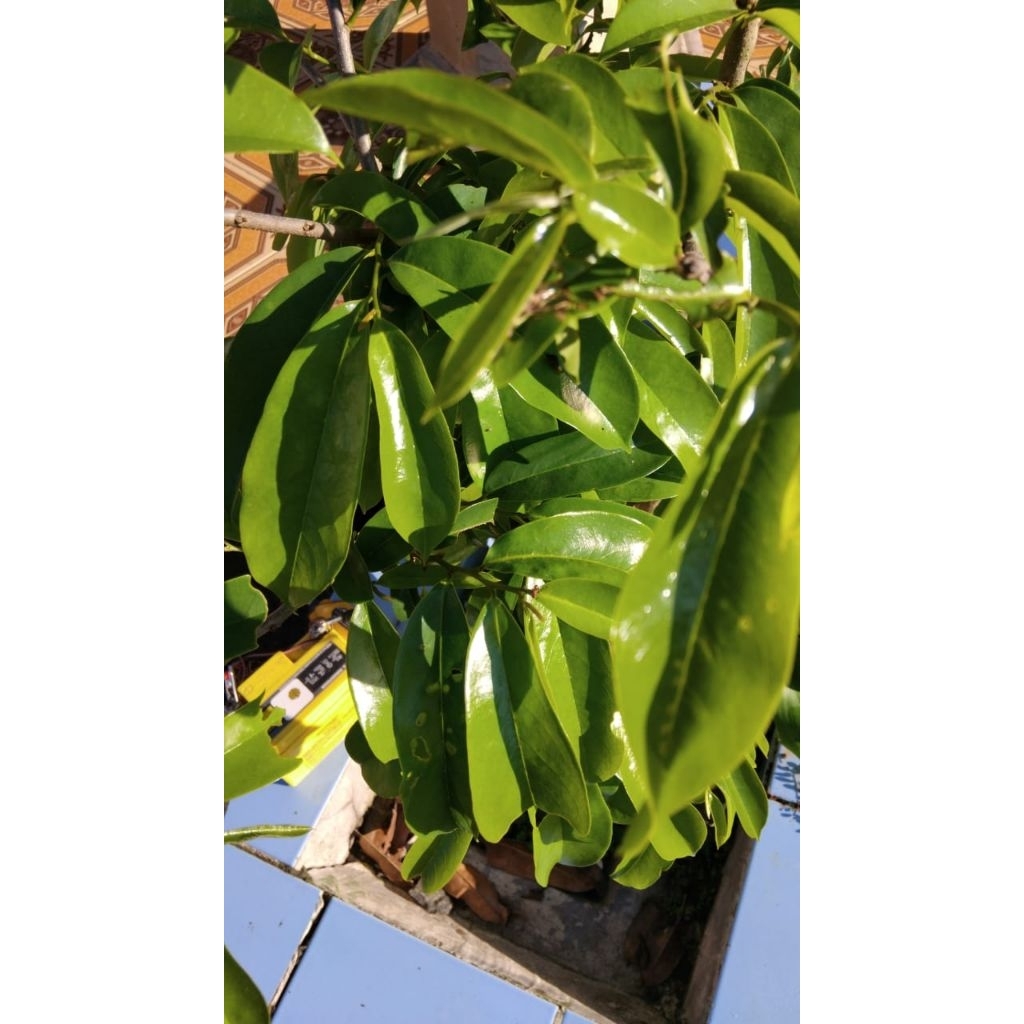 

Daun manalika atau daun sirsak segar 5 lembar