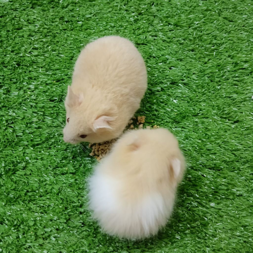 HAMSTER SYRIAN JINAK