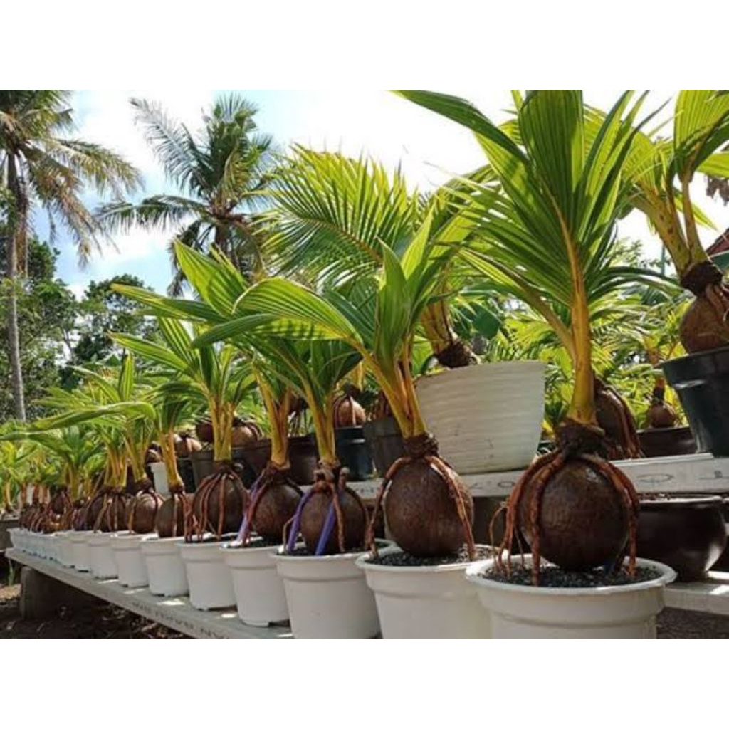 kelapa bonsai tanaman hias hidup