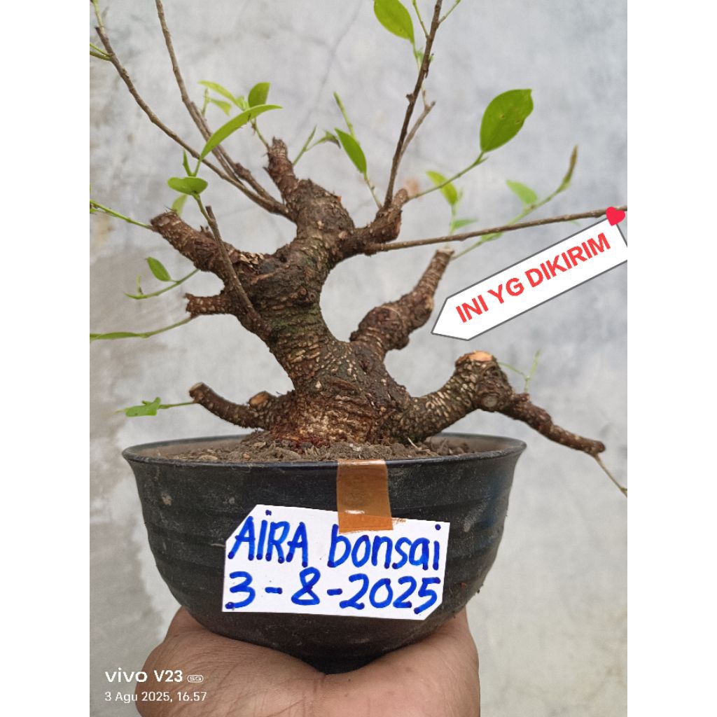 bahan bonsai kimeng super