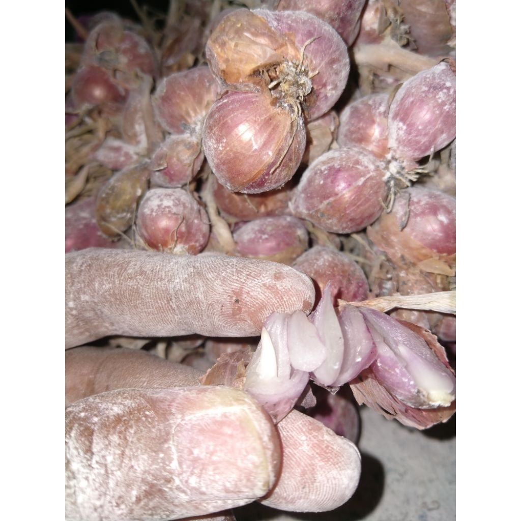 

BIBIT BAWANG MERAH THAJUK - THAILAND NGANJUK – KUALITAS A1 PREMIUM