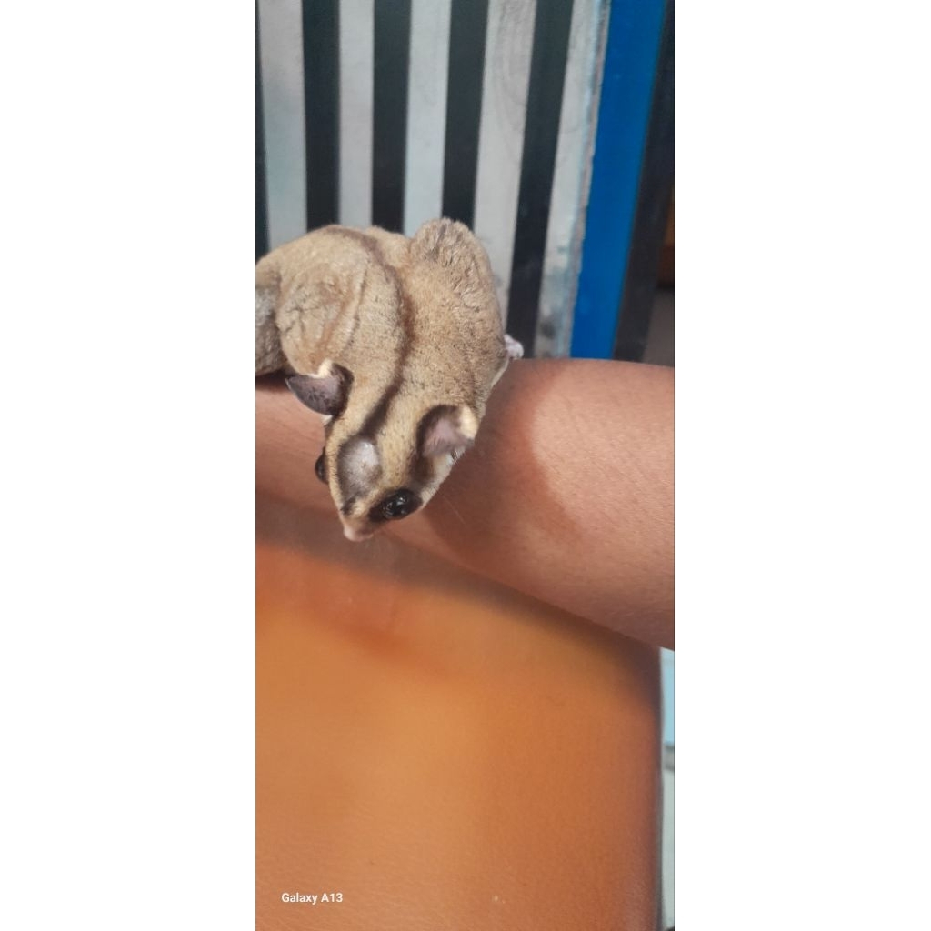 indukan sugar glider lucu jinak