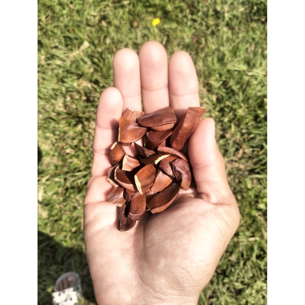 

biji mahoni obat herbal 200 gram