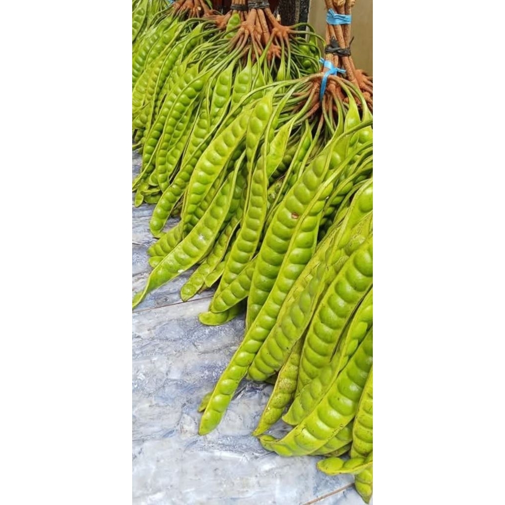 

pete gobang super baru petik per 5 keris ataw lojor