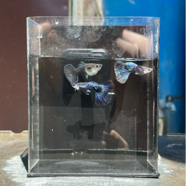 Ikan guppy blue dragon indukan Big dorsal