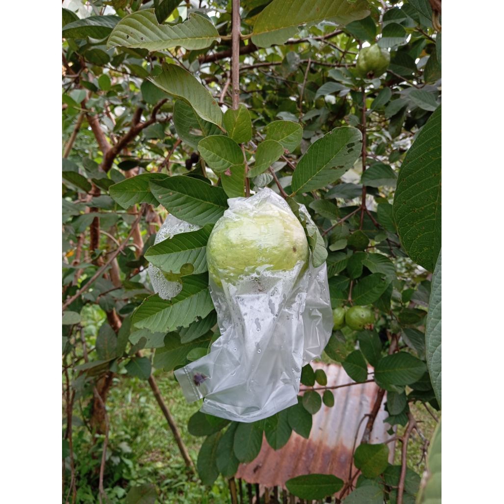 

Jambu Kristal Kebumen manis, renyah, tanpa biji 1kg/1000g