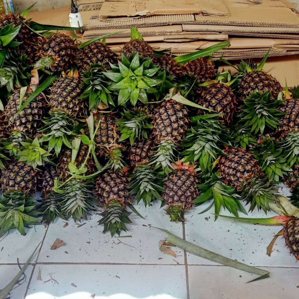 

Nanas muda fresh 10pcs