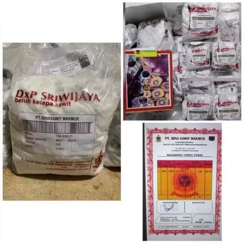 kecambah bibit sawit sriwijaya 5 unggulan