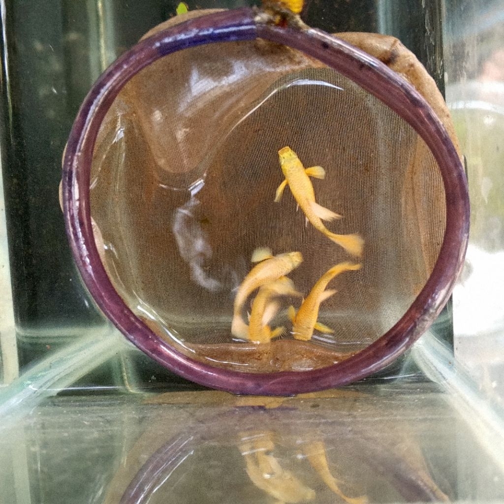 ikan Guppy hias hias full gold