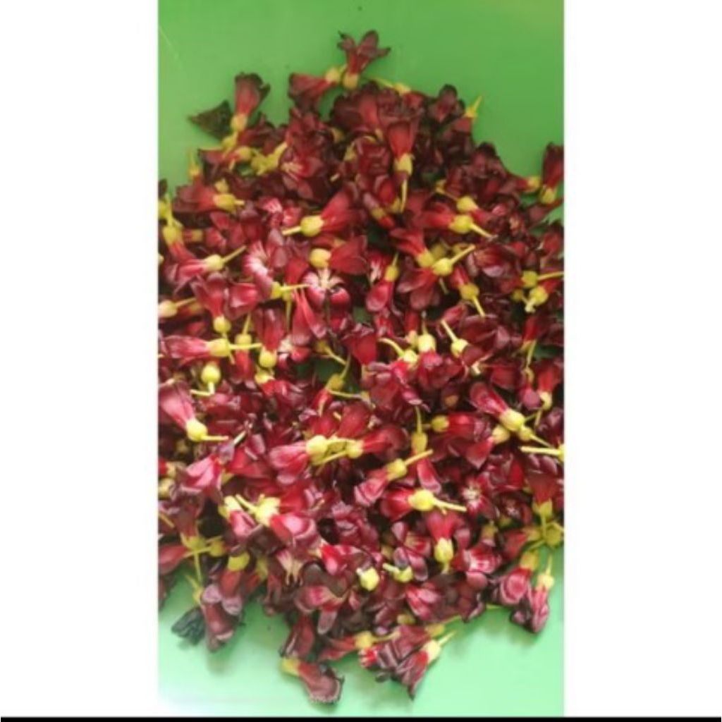 

Bunga Belimbing Wuluh Segar Obat Herbal Serbaguna 10gram