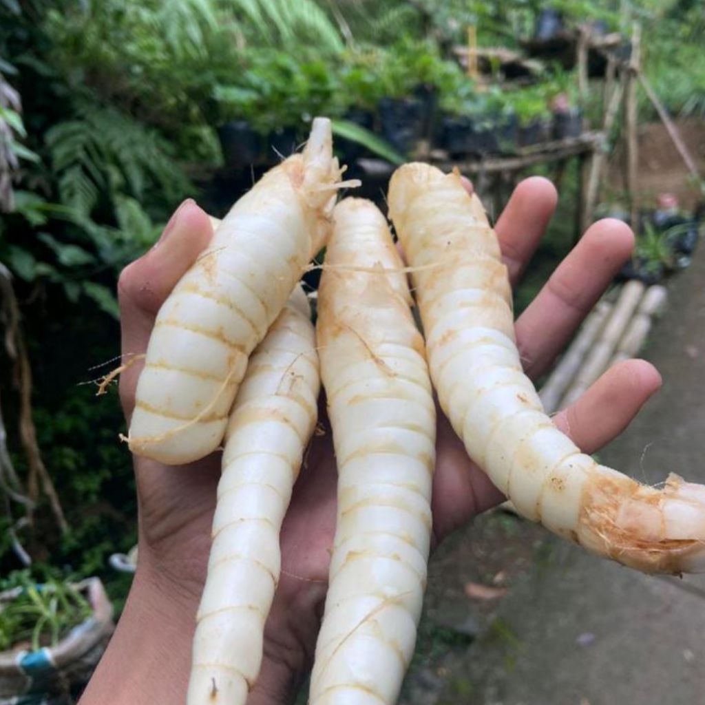 

Umbi Garut/tarigu segar organik 1kg bersih