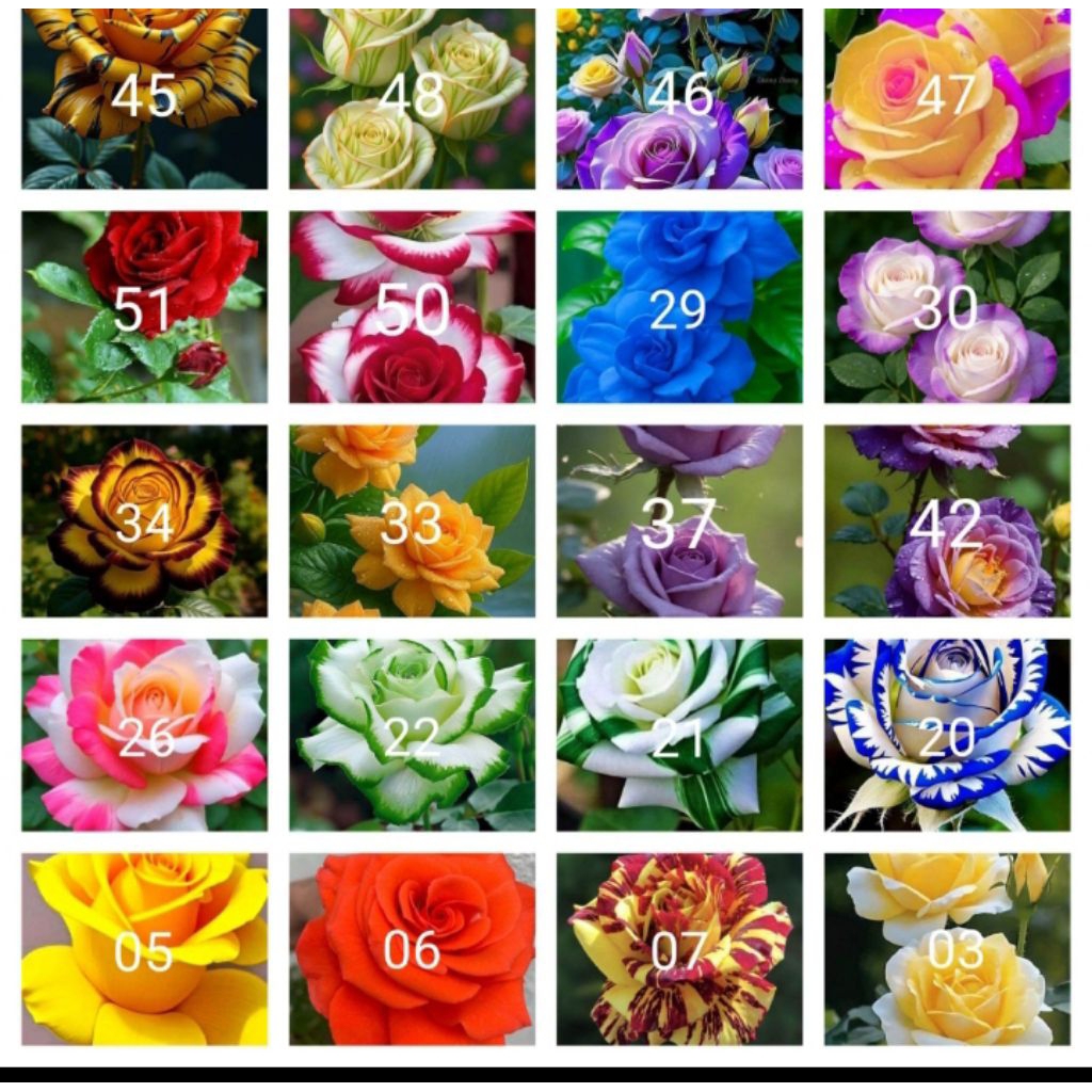 Tanaman hias bunga mawar paket 20 jenis2x bunga