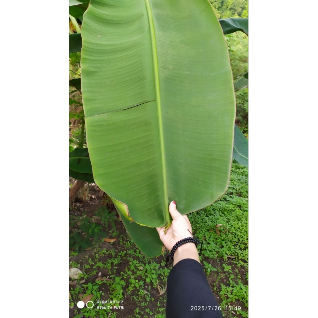 

Daun Pisang fresh segar alami 1 Kg khas Rempah Babasal Sulawesi