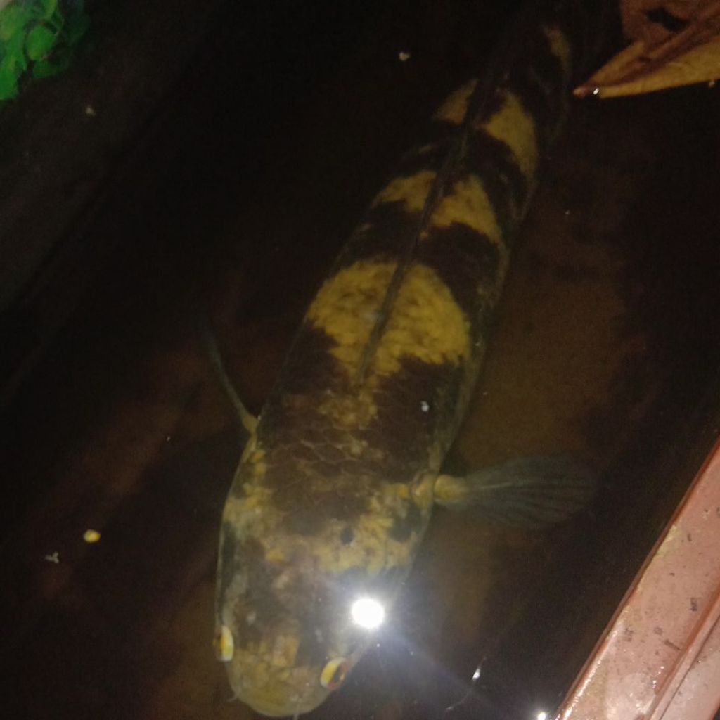 chana yellow sentarum