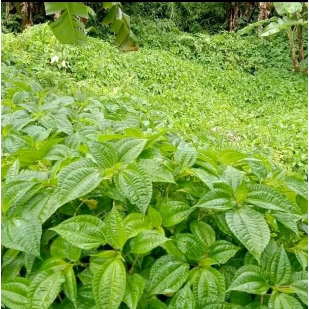 

daun pohpohan lalapan pohpohan segar 250g