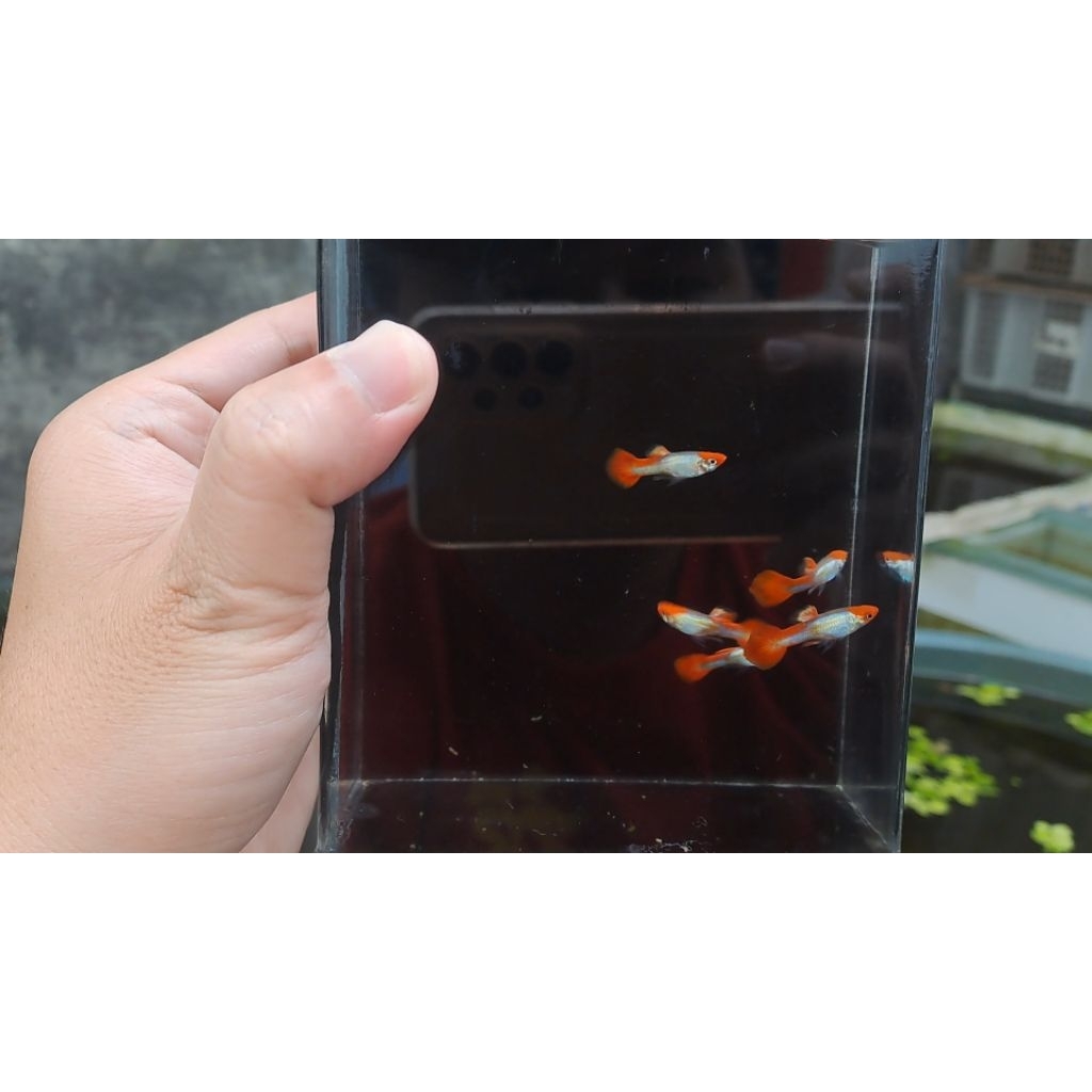Hiasan Aquarium Guppy Platinum Koi