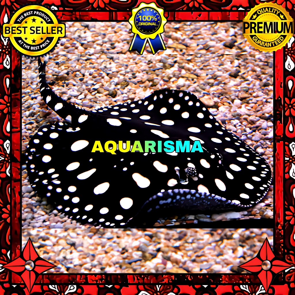 KEBUTUHAN AKUARIUM - PARI AIR TAWAR FROST BLACK DIAMOND HYBRID 40-45 CM