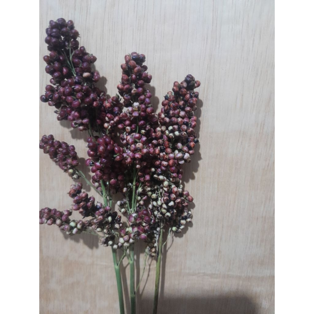 

Sorgum merah kering 500gram