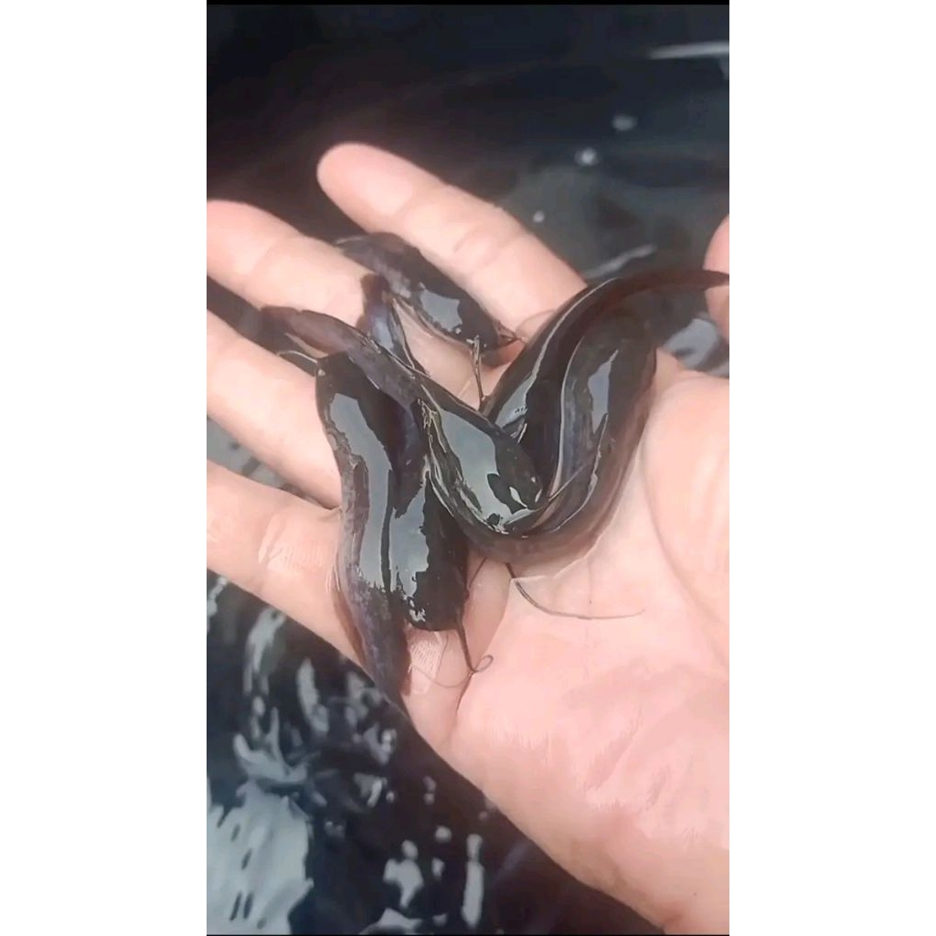 Bibit ikan lele ukuran 8-9cm paketan isi 100