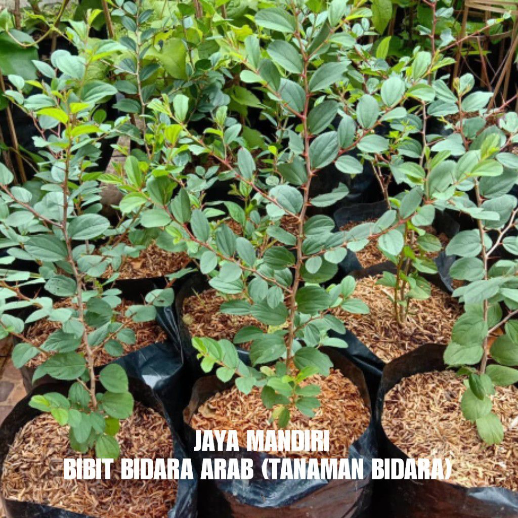 BIBIT BIDARA ARAB (TANAMAN DAUN BIDARA)